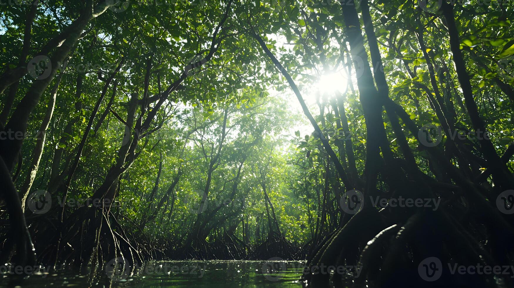 Sunlight filtering through a dense mangrove forest canopy creates a tranquil scene photo
