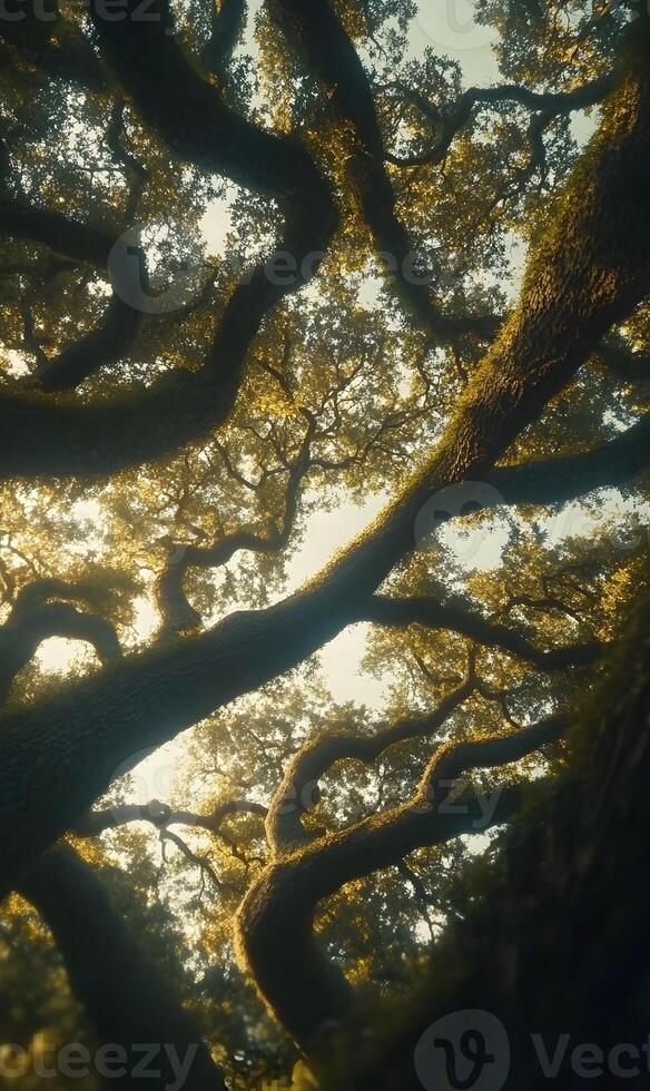 Enchanting canopy a low angle view of sprawling ancient oak trees bathed in ethereal light photo