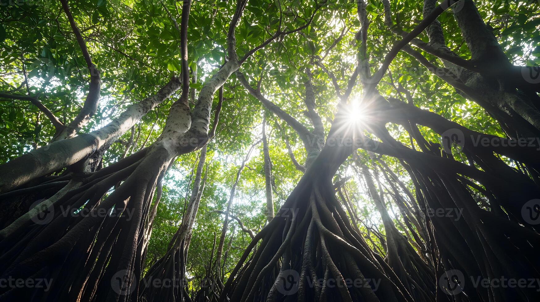 Sunlit canopy dense mangrove forest, viewed from below, shows intricately twisted roots system photo
