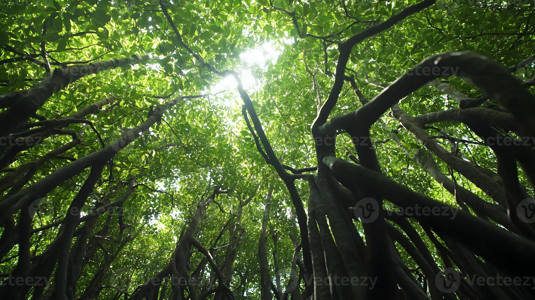 Dense mangrove forest canopy view from below with twisted roots and lush foliage beauty photo