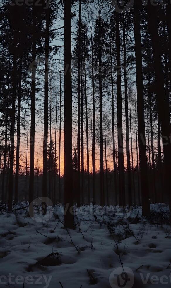 Silent evening landscape through the boreal forest in the depths of winter solitude scene photo