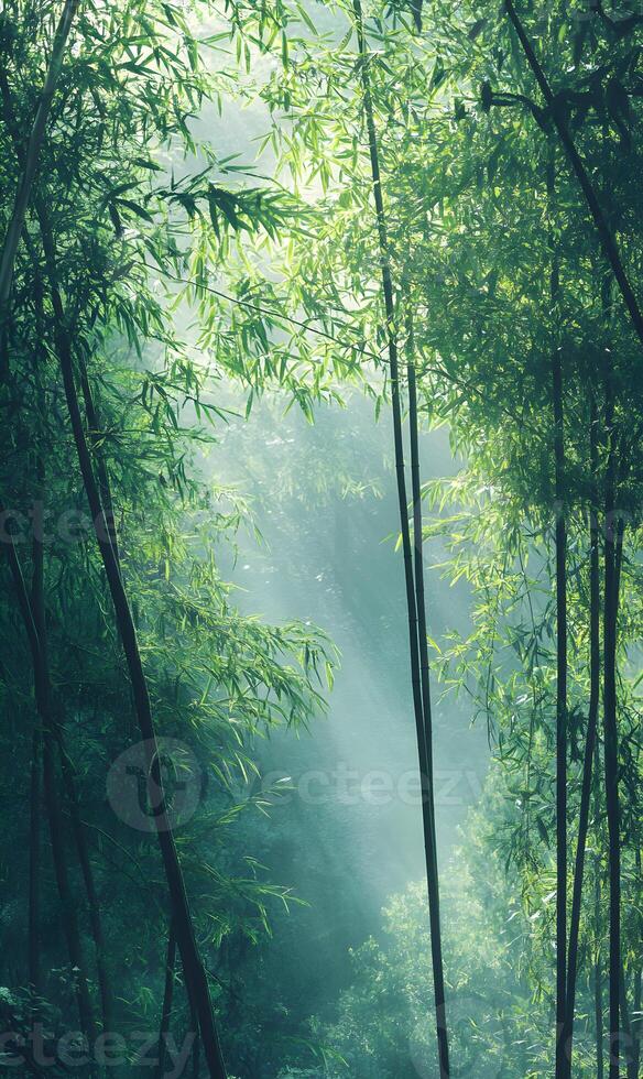 Sunlit serenity tall bamboo stems in peaceful forest, creating mystical ambient scenery photo