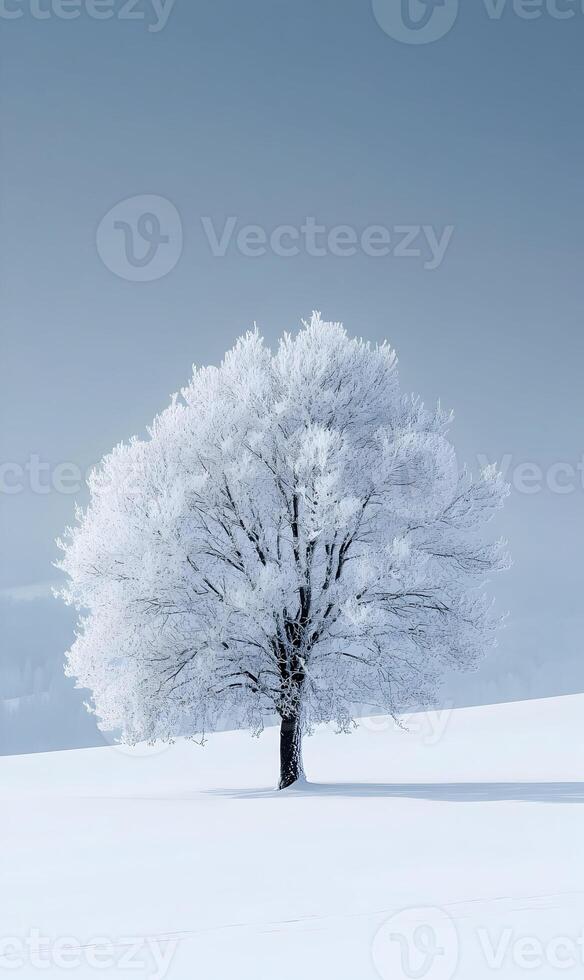 Solitary tree covered with frost, standing on a field covered with snow, under blue sky photo