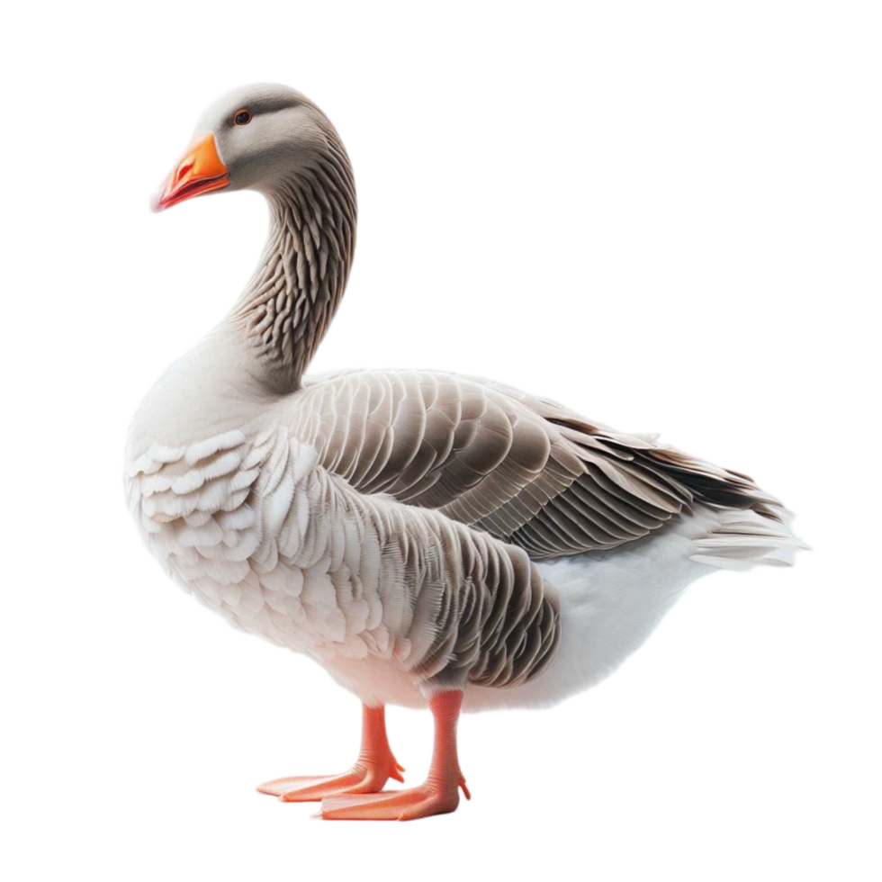 goose on transparent background png