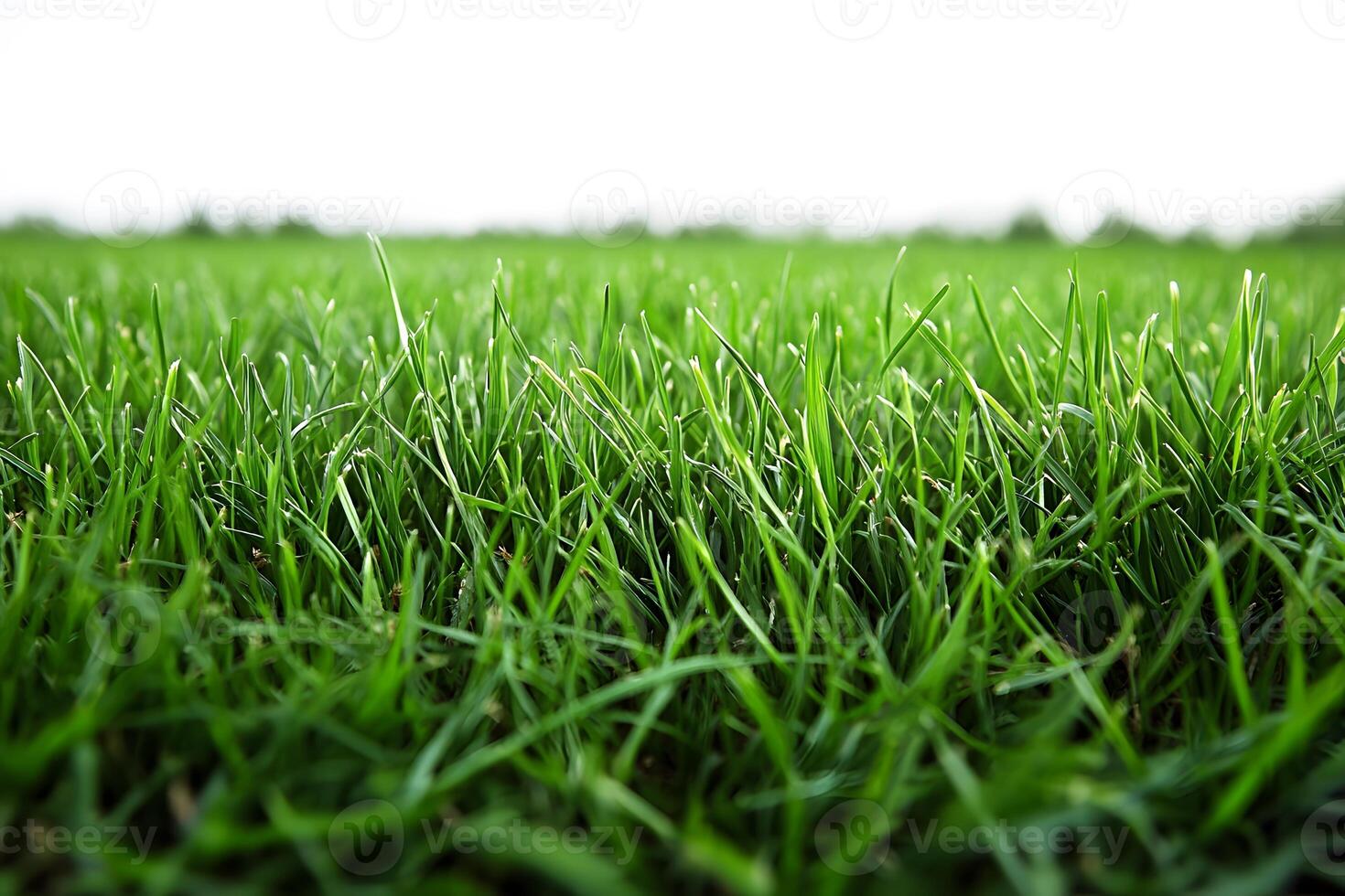Lush Green Grass Field Under Clear Sky for Nature and Landscape Design photo