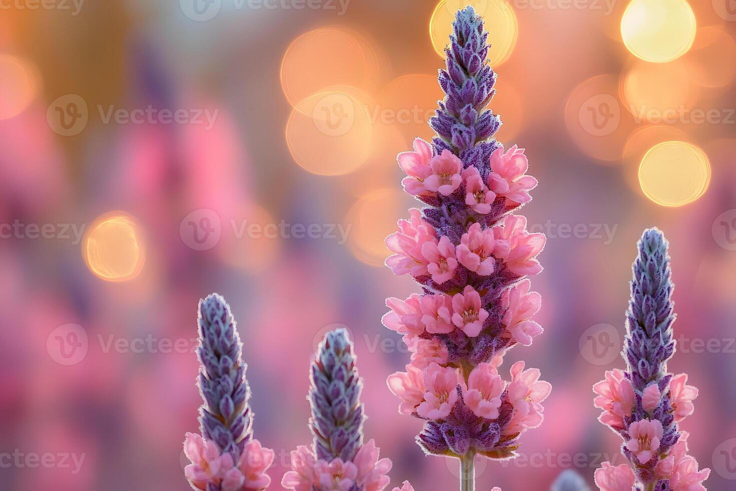 Lavender Bloom with Abstract Bokeh Background for Nature and Floral Art Design photo