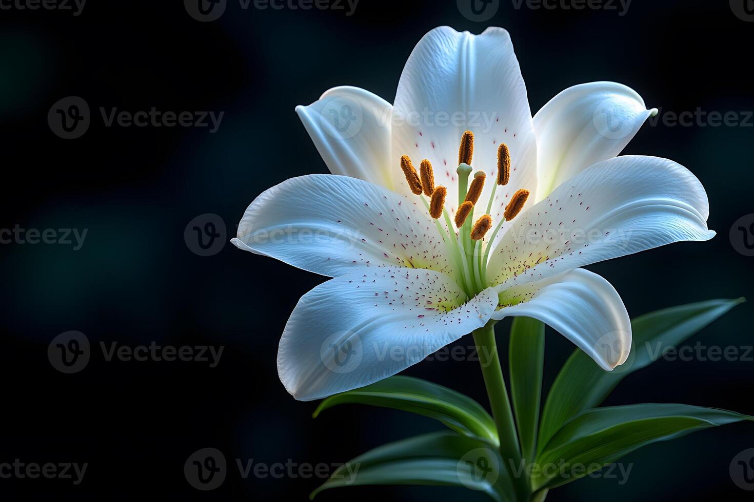 Elegant White Lily Bloom on Dark Background - Nature's Serenity and Beauty for Artwork and Decor photo