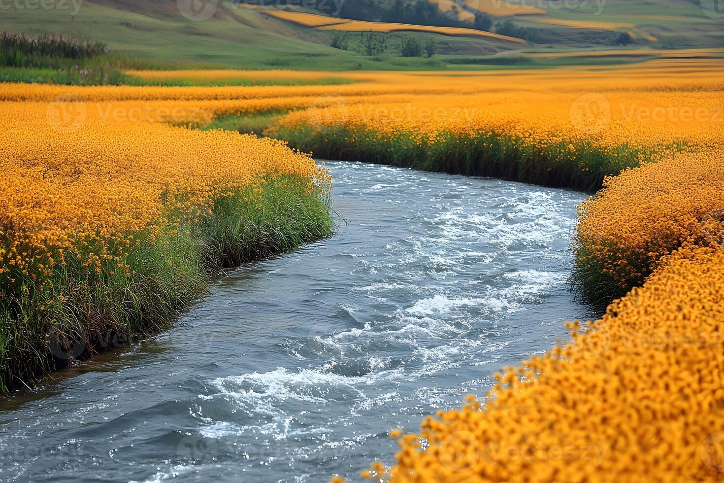 Tranquil River Flowing Through Vibrant Yellow Wildflower Field in Bloom photo