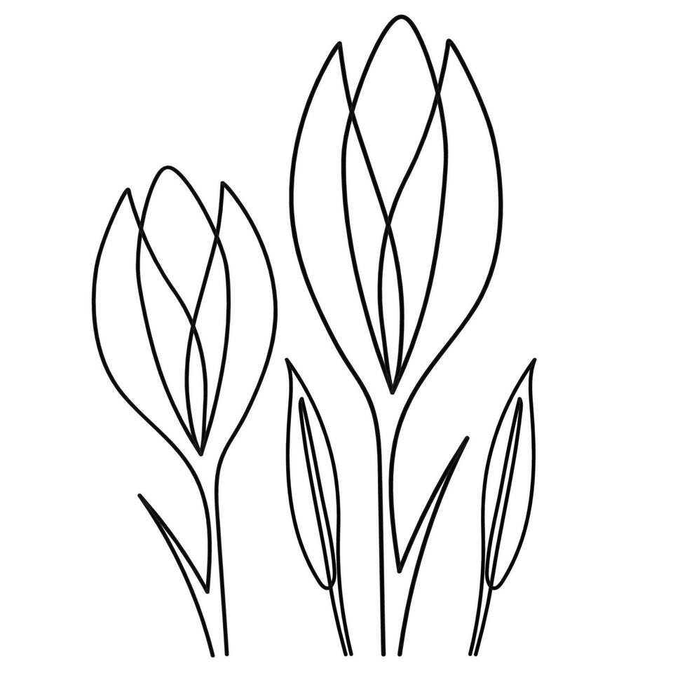Spring first flowers crocuses, black outline of a beautiful plant. Crocus flower drawn in one solid black line on white background. vector