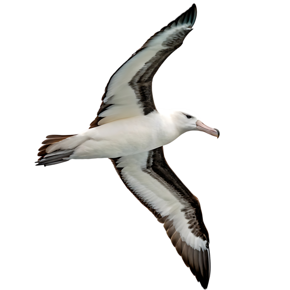 Majestic albatross soaring above the clouds in the sky its wings perfectly positioned for gliding through the open air png
