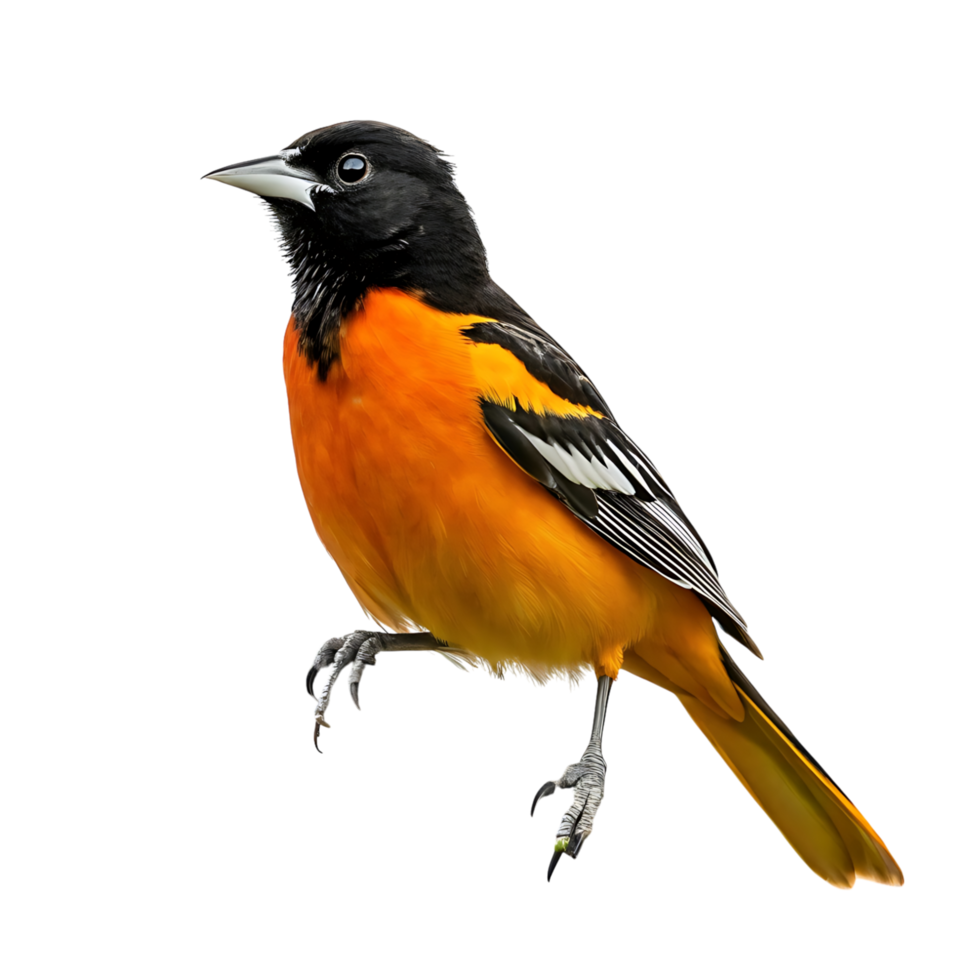 A colorful Baltimore oriole perched delicately on a branch, highlighting its bold orange and black colors in the serene Transparent background png