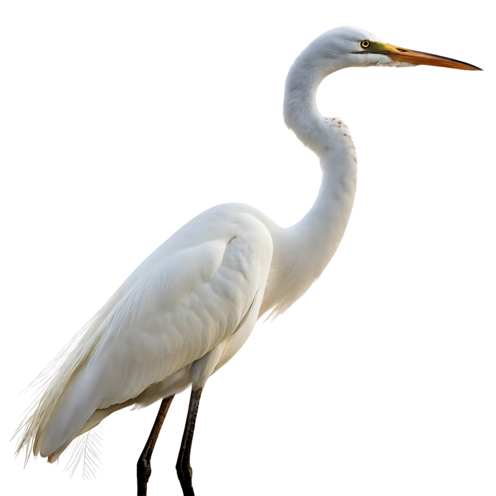 Elegant white egret bird standing in profile with a long slender neck against a clean Transparent background for wildlife and nature imagery png