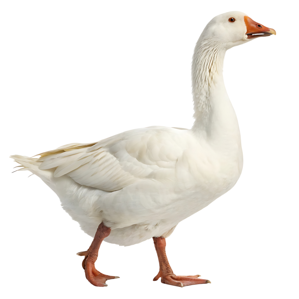 White goose with orange beak and feet walking on a Transparent background, showcasing its smooth feathers and strong posture png