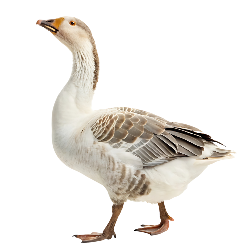 Elegant goose standing with a proud expression featuring light gray feathers and a smooth backdrop for a clean minimalistic look png