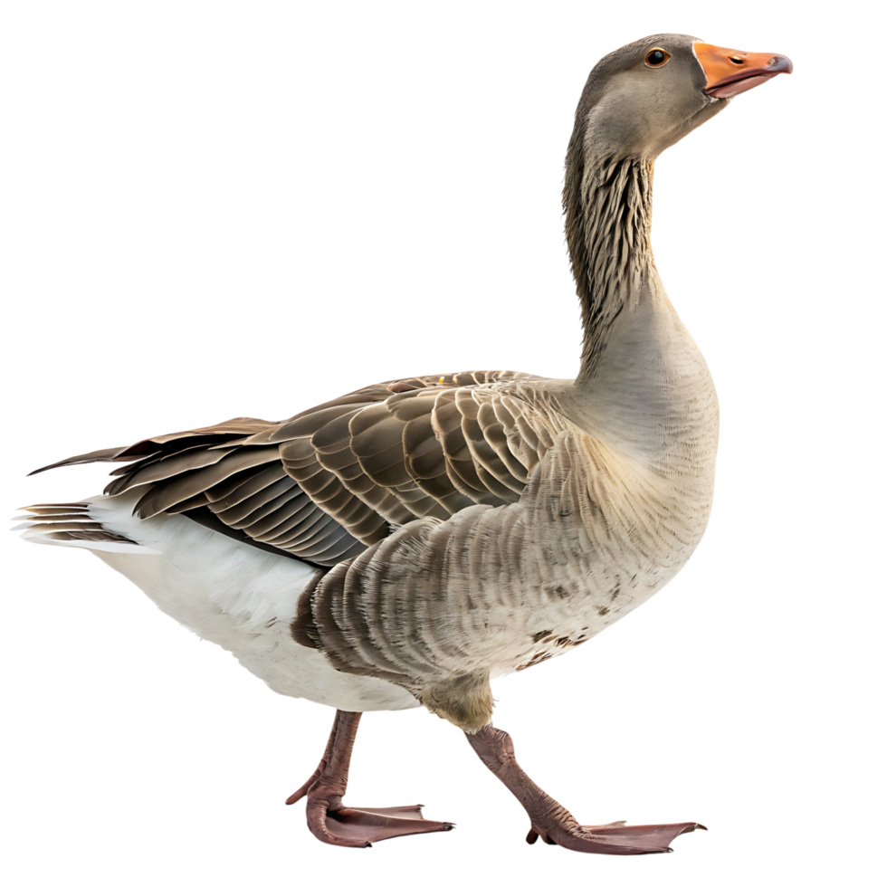 Close up of a goose walking gracefully with a proud posture, showcasing its unique feathers and long neck against a bright Transparent background png