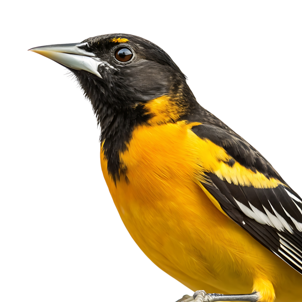 Stunning close up shot of an oriole bird perched, featuring vibrant yellow and black feathers on a clear Transparent background png