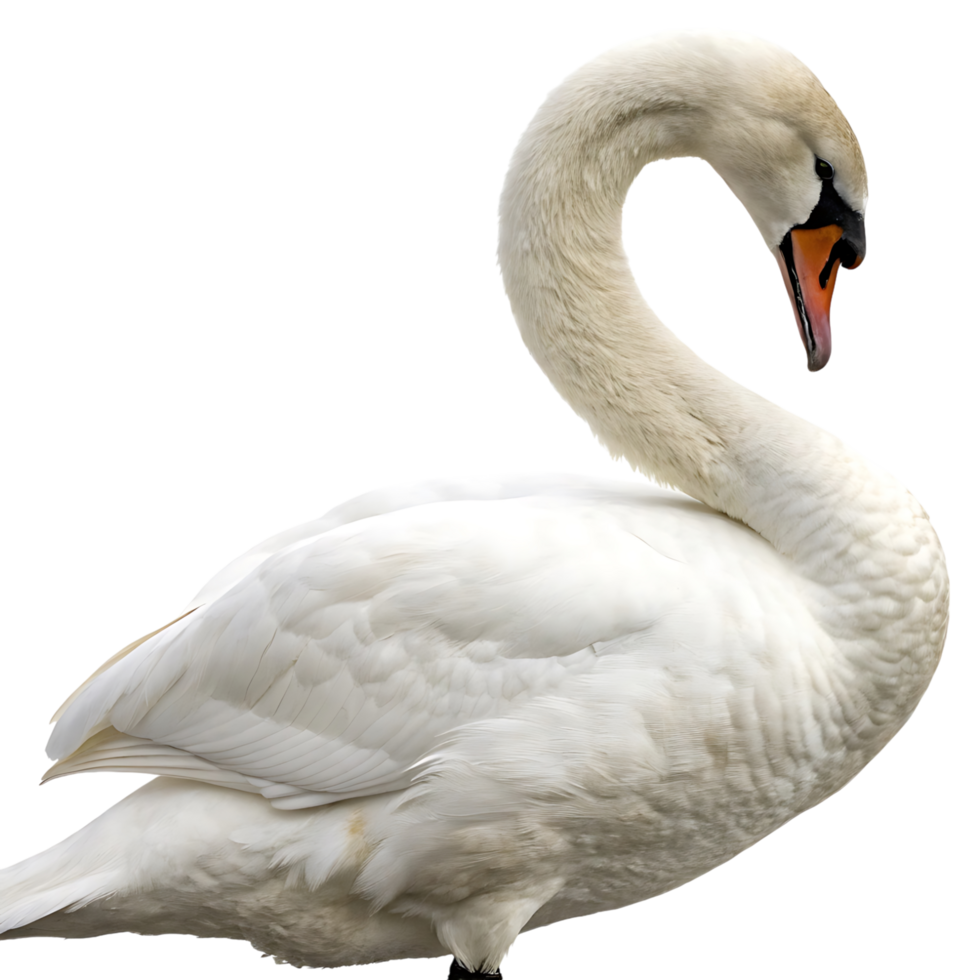 Elegant swan in a side view its long neck and soft feathers highlighted against a simple backdrop portraying calm and sophistication png