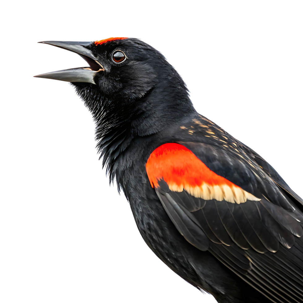 Red winged blackbird in profile, showcasing its black plumage and vibrant wing colors, perched on a branch with a Transparent background png