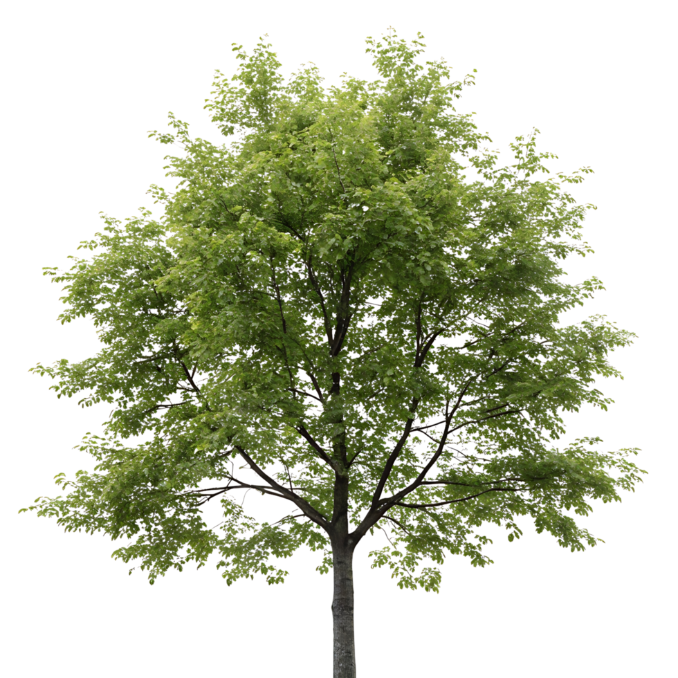 Tall alder tree with dense green foliage and a sturdy trunk isolated on perfect for environmental botanical and landscaping concepts png