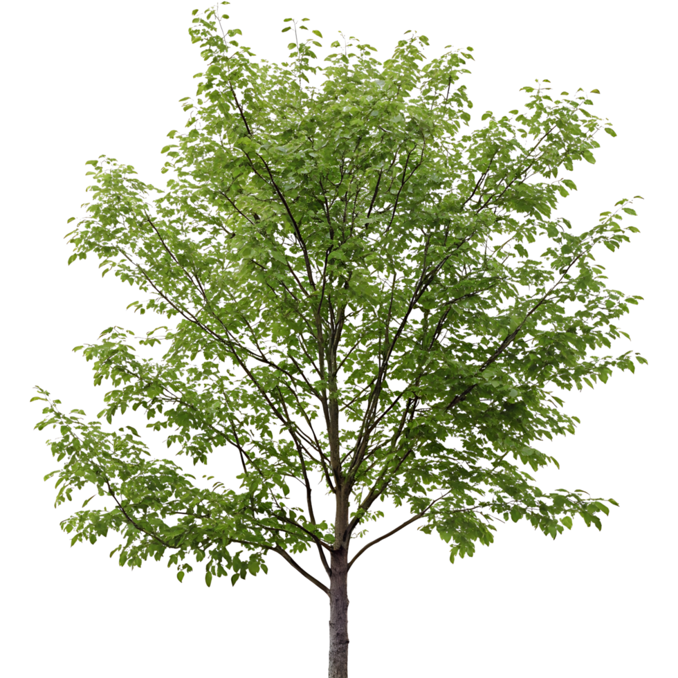 Lush green alder tree with a full canopy of vibrant leaves isolated on a Transparent Background showcasing its elegant branching structure and natural beauty png