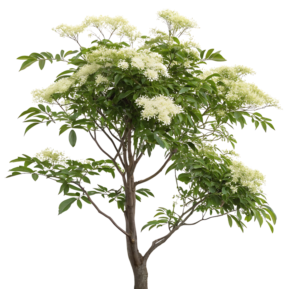 Elder tree with delicate flowers and green foliage standing in a clean Transparent Background symbolizing purity and natures beauty png