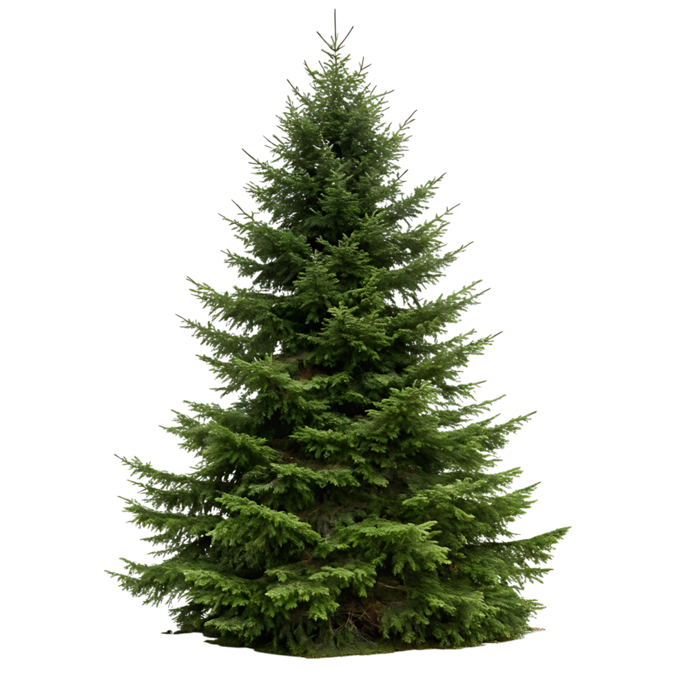 Elegant fir tree with vibrant green needles and symmetrical branches isolated on a minimal Transparent Background showcasing natural beauty png