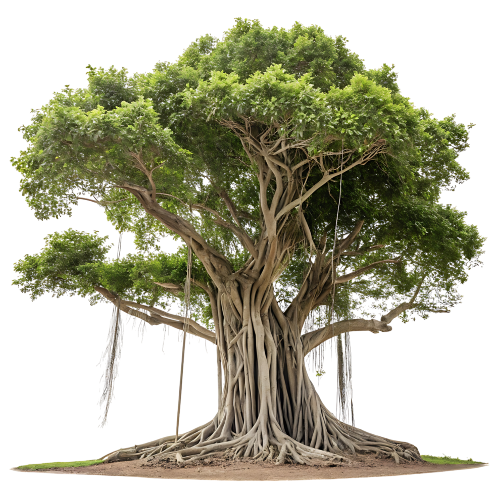 Massive banyan tree with sprawling aerial roots and a dense green canopy isolated on a Transparent Background showcasing its intricate structure png