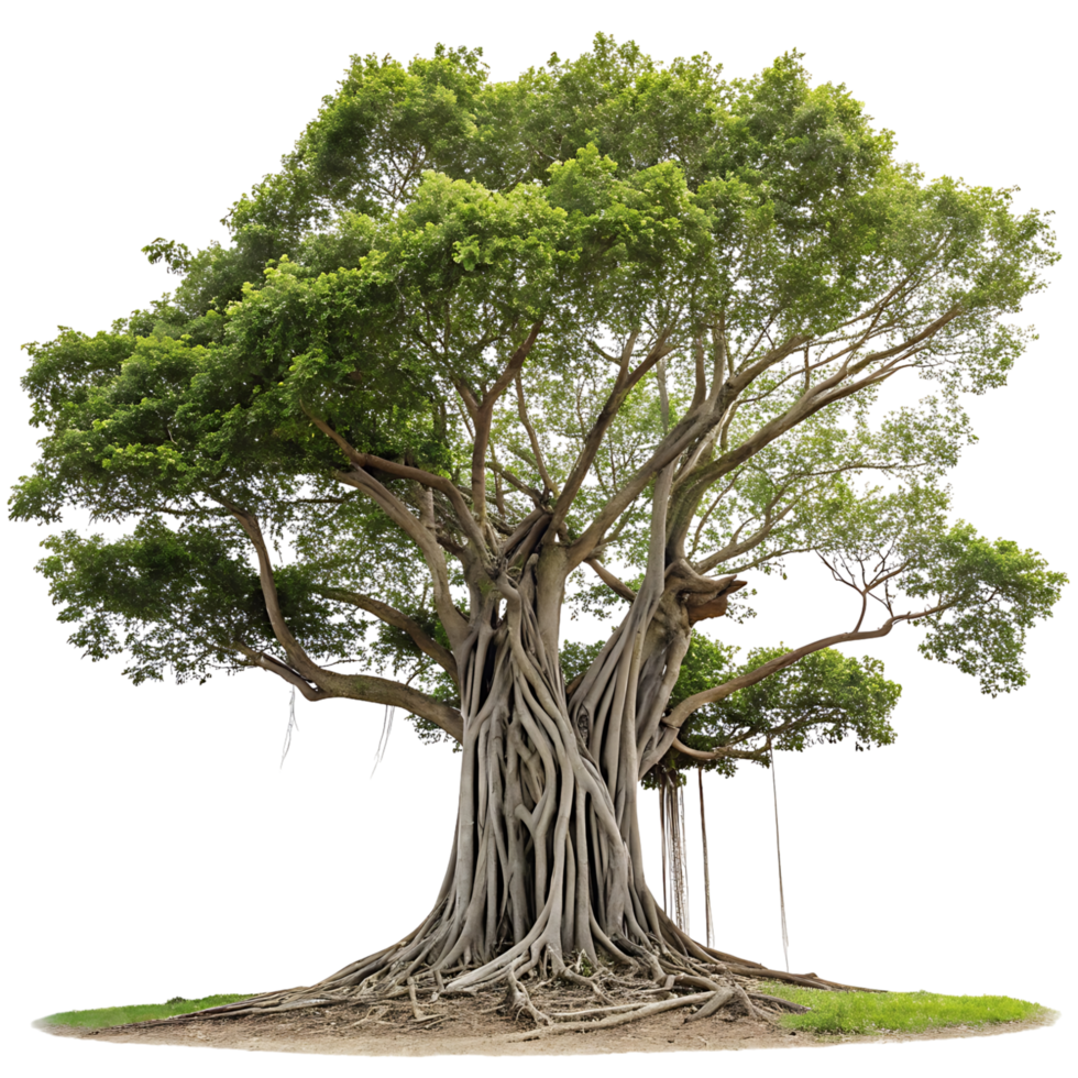 Majestic banyan tree with an extensive root system and rich green foliage isolated on a clean background perfect for nature and environmental concepts png