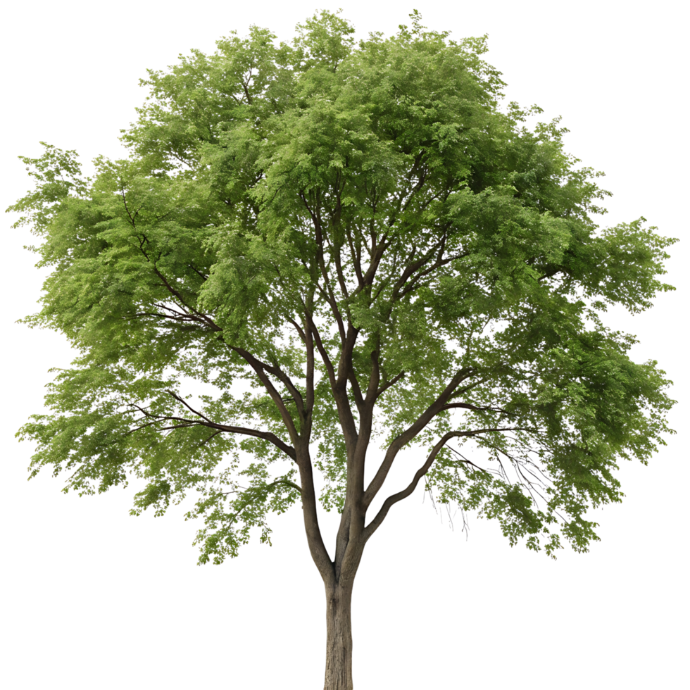 Large elm tree with healthy green foliage and a sturdy trunk standing alone against a Transparent Background evoking serenity and balance png