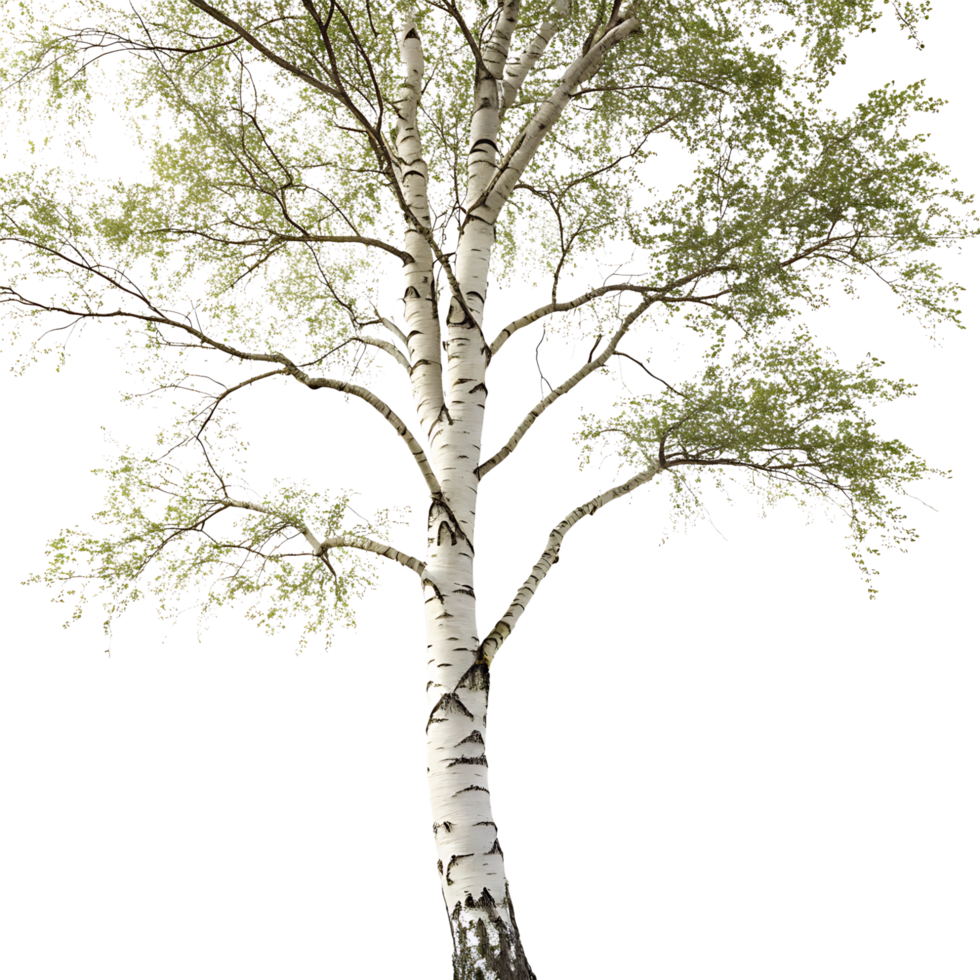 Elegant birch tree with distinctive bark and delicate green leaves isolated on a Transparent Background showcasing its graceful form and texture png