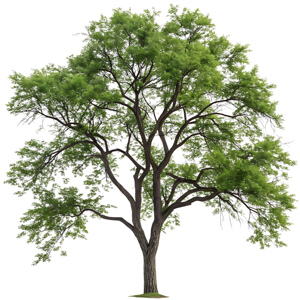 Tall black locust tree with fresh green leaves a strong trunk and sprawling branches isolated on a Transparent Background for botanical use png