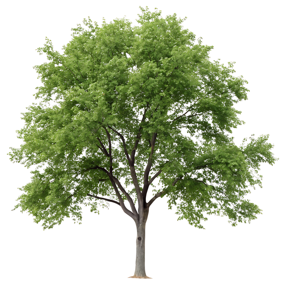 Majestic elm tree with a full canopy of vibrant green leaves isolated against a minimalist Transparent Background showcasing its elegance png
