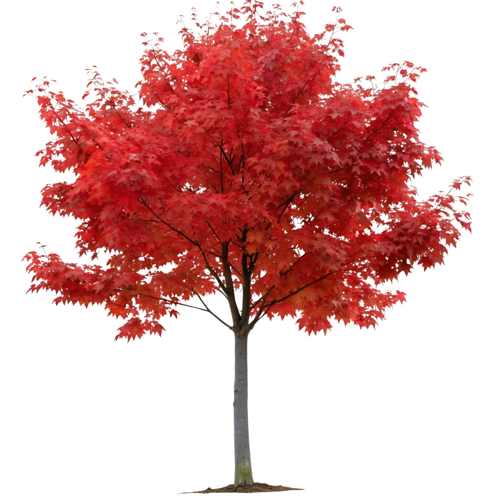 Vibrant red maple tree with rich autumn leaves isolated against a Transparent Background showcasing the beauty of fall foliage and seasonal change png
