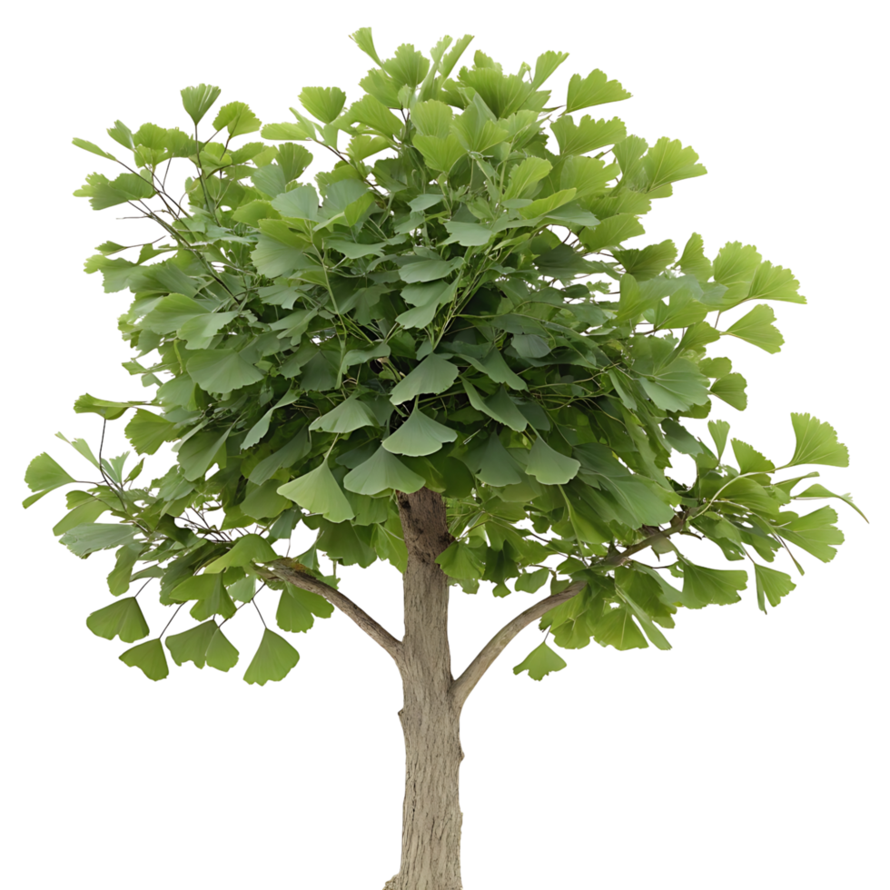 Fresh green Ginkgo tree with its iconic fan shaped leaves reaching towards the sky captured with clear contrast against a Transparent Background png