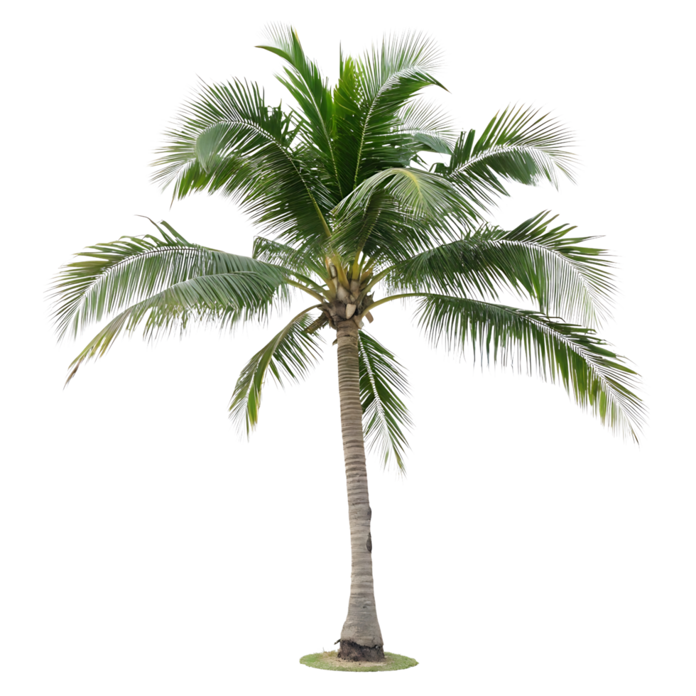 A palm tree with vibrant green fronds and a slender trunk standing tall on a Transparent Background perfect for conveying tropical vibes and summer fun png