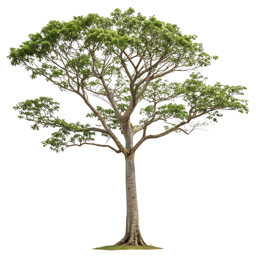 A beautiful kapok tree displaying clusters of fluffy flowers hanging from its branches against a clean Transparent Background symbolizing natures beauty png