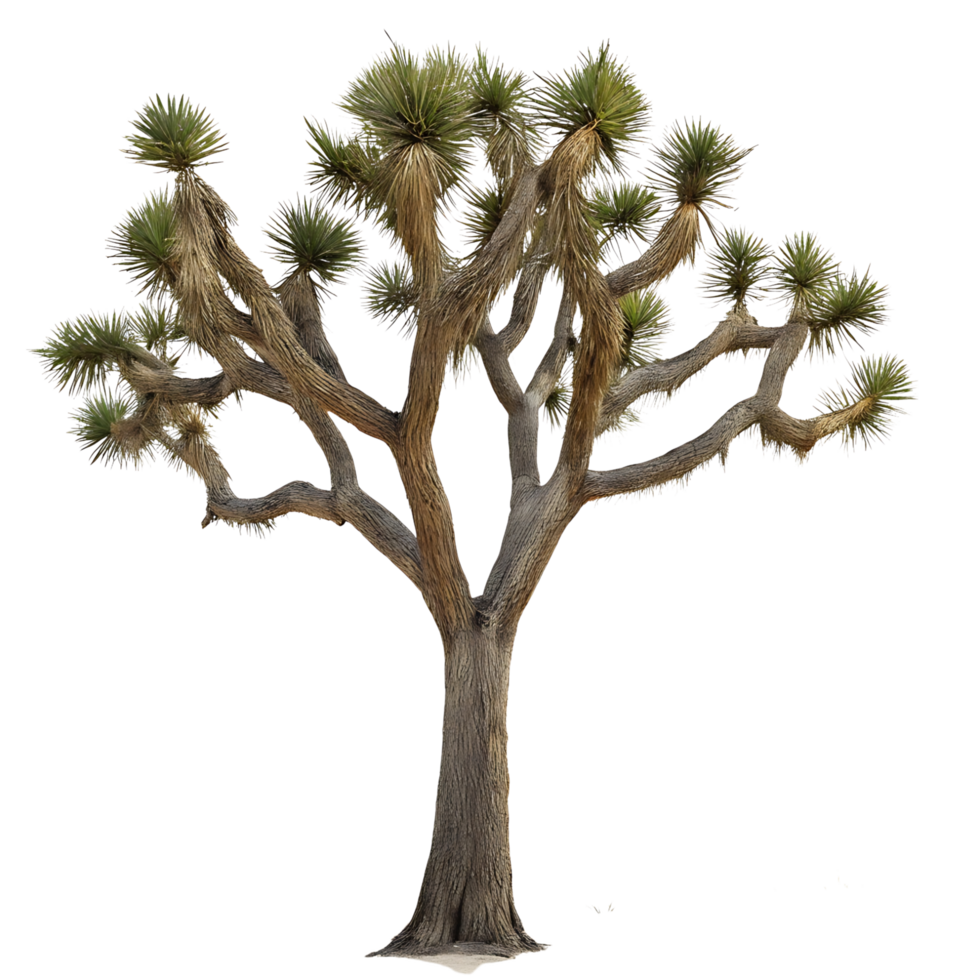 A solitary Joshua tree amidst the desert landscape featuring its unique branching structure and sparse surroundings under soft natural light png