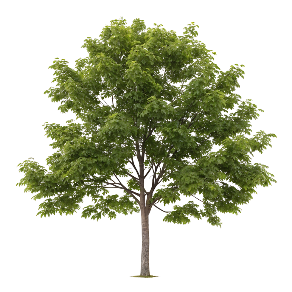 Fresh green hickory tree with a full canopy showcasing dense leaves and a strong trunk isolated on a Transparent Background for a clean natural look png