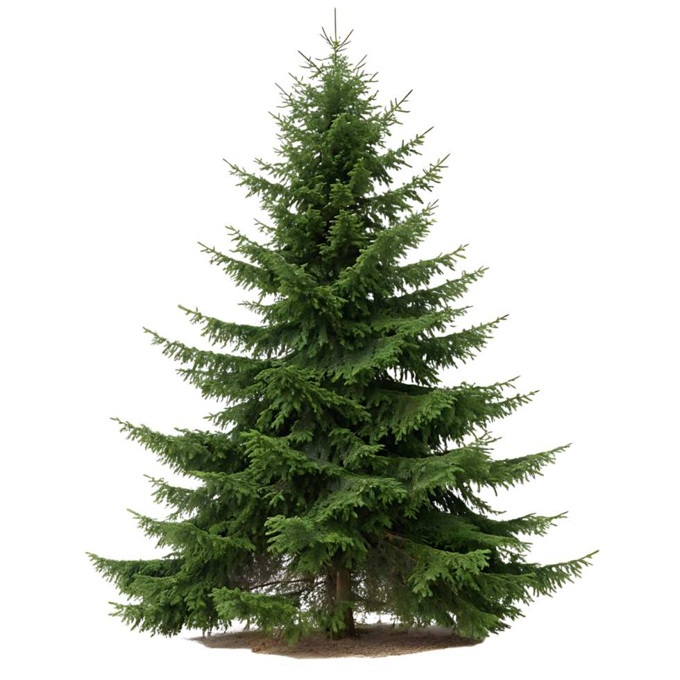 A beautiful Norway spruce with lush green needles and a perfect conical shape set against a Transparent Background emphasizing its natural symmetry png