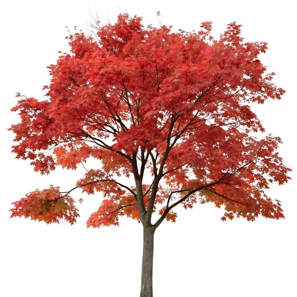 Striking red maple tree in full autumn color with rich red leaves perfect for depicting the beauty of the fall season and natures transformation png