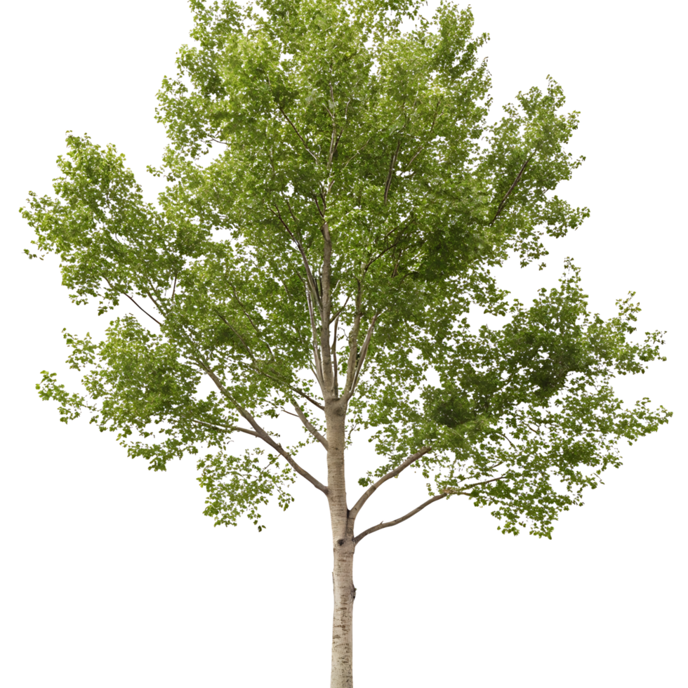 A healthy poplar tree showing vibrant green leaves on a Transparent Background emphasizing clean natural beauty and environmental consciousness png
