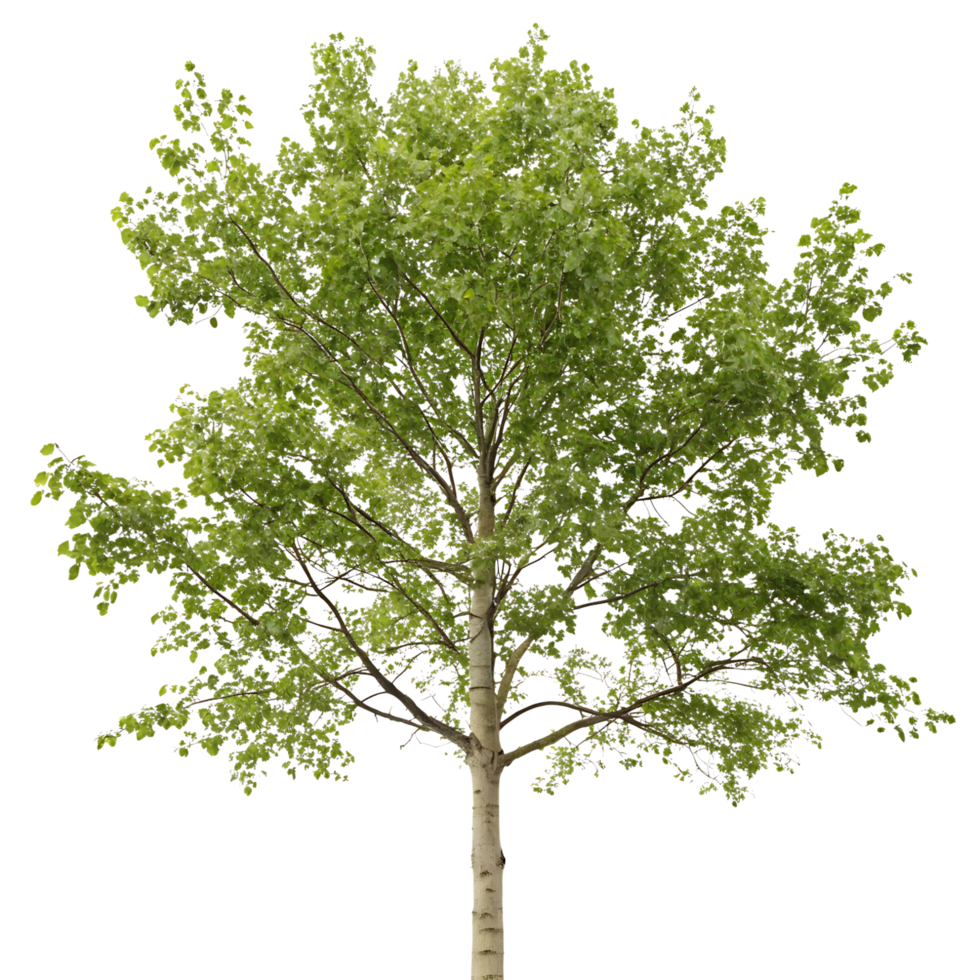 Bright poplar tree standing alone with vibrant green leaves on a clean Transparent Background ideal for themes of renewal and nature png