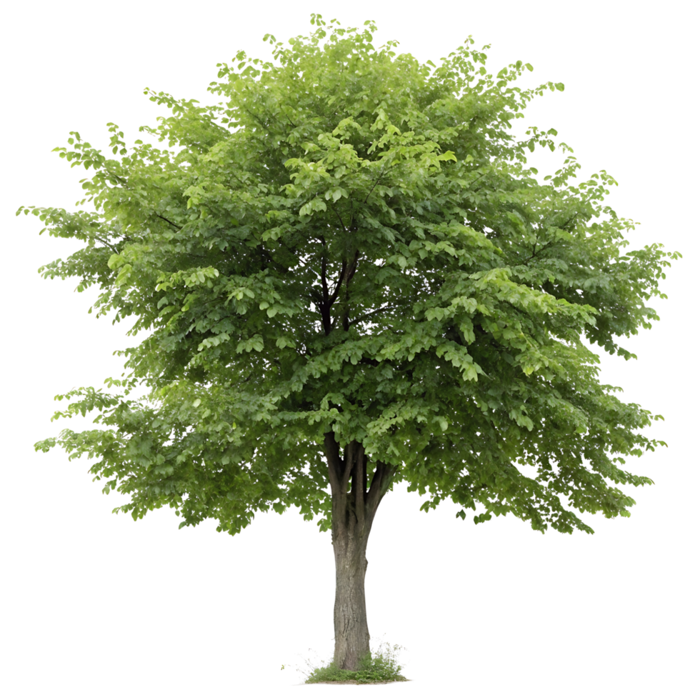 isolated hornbeam tree with dense green leaves on a Transparent Background perfect for nature outdoor and botanical visuals png