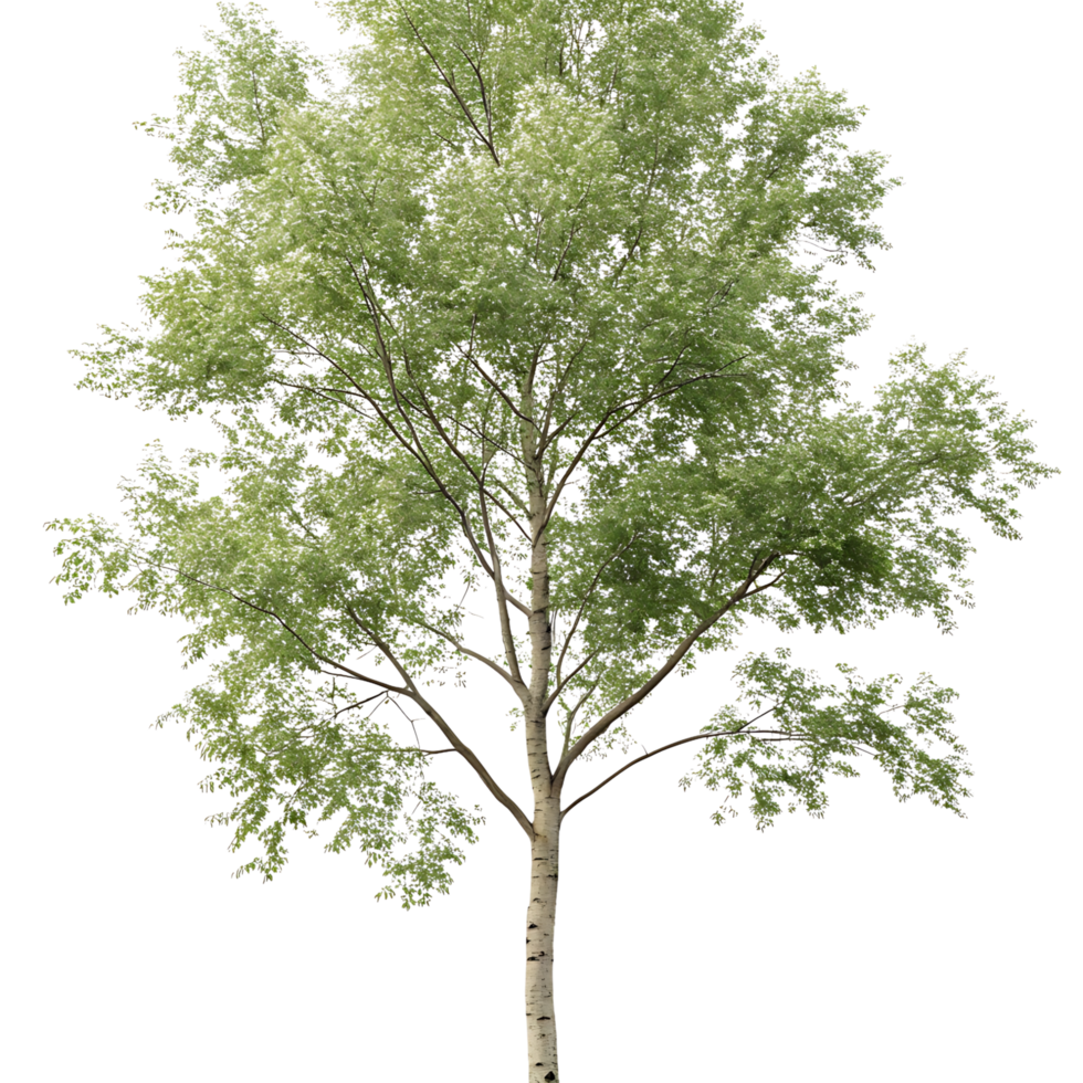 Isolated poplar tree with fresh green foliage against a pure Transparent Background standing tall and elegant for nature and environmental themes png
