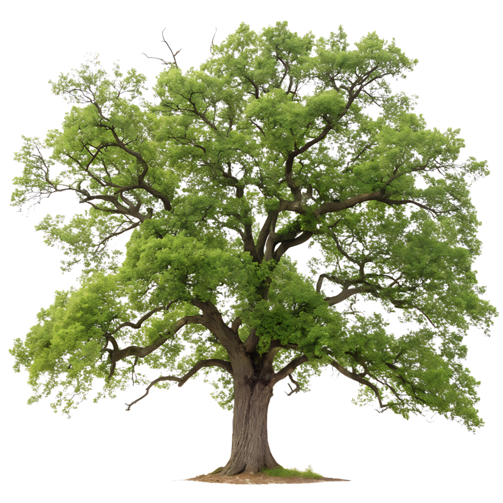 Majestic oak tree with a thick trunk and lush green foliage standing tall against a clean Transparent Background showcasing its strong and natural form png