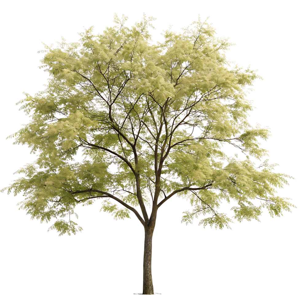 A honey locust tree with green leaves a sturdy trunk and a sprawling crown against a Transparent Background representing the beauty of nature png