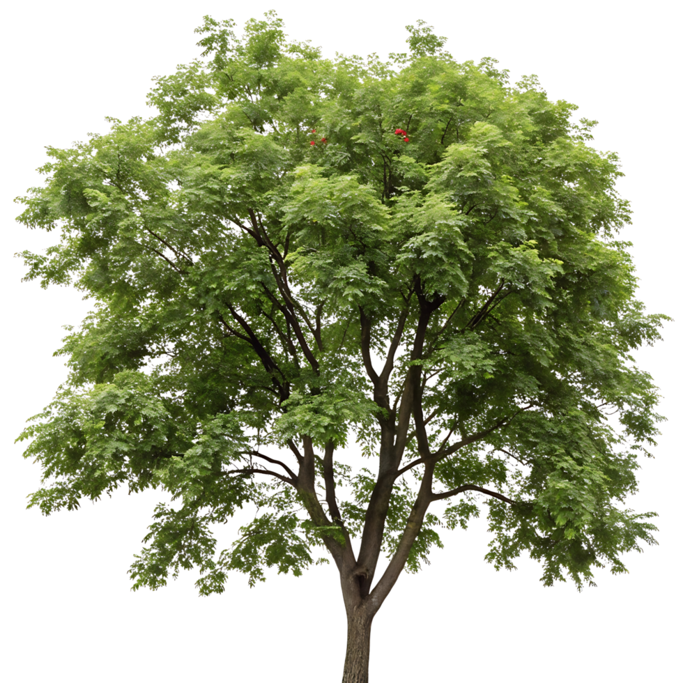 Bright and colorful mountain ash tree with rich green foliage and red berries captured on a Transparent Background highlighting the seasonal freshness png