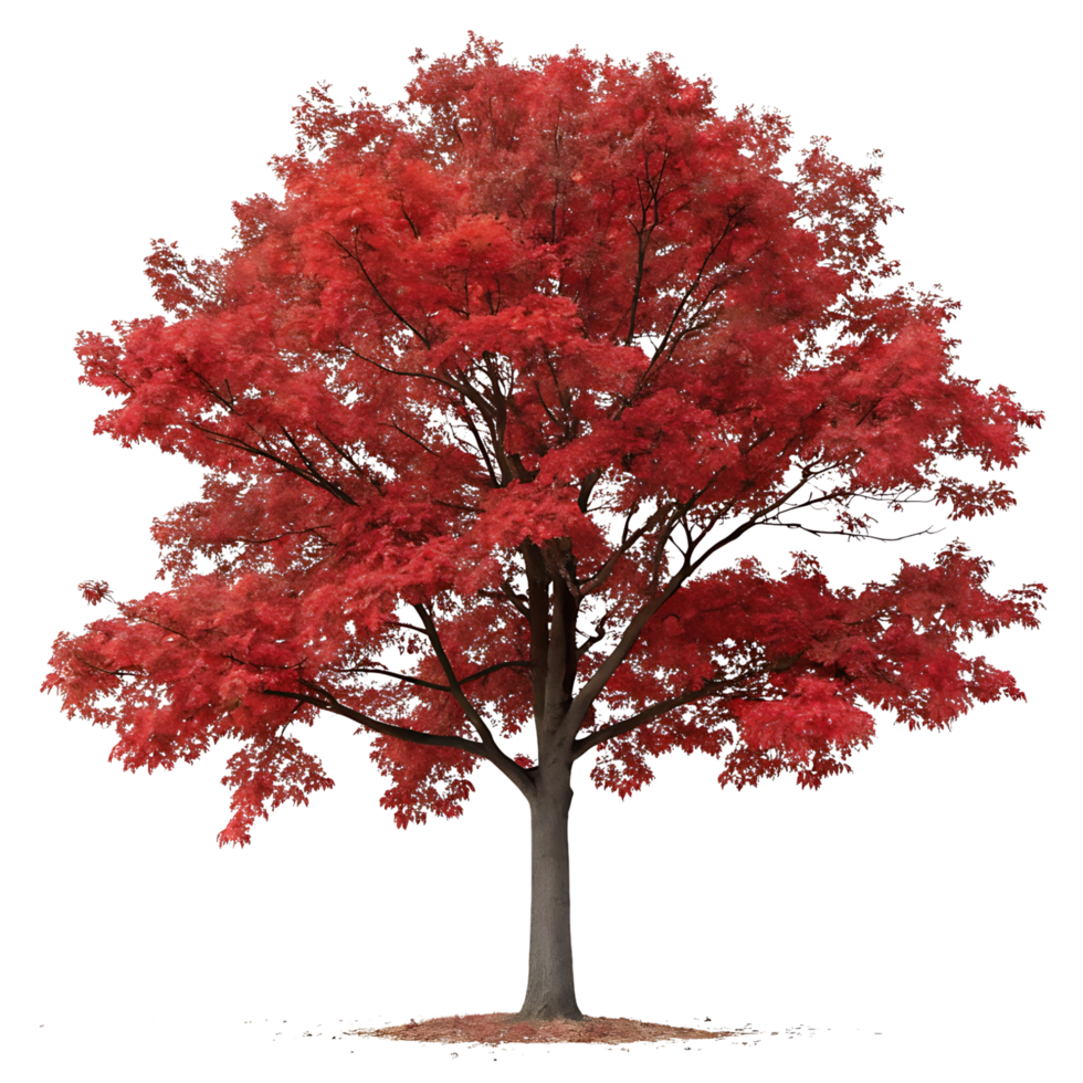 A full red oak tree with fiery red leaves during autumn standing tall and isolated on a clean Transparent Background perfect for nature and seasonal photography png
