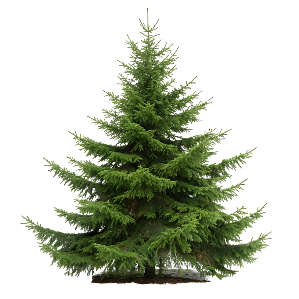 spruce tree the vibrant green needles extend from a strong trunk captured in full sunlight with no background distractions png