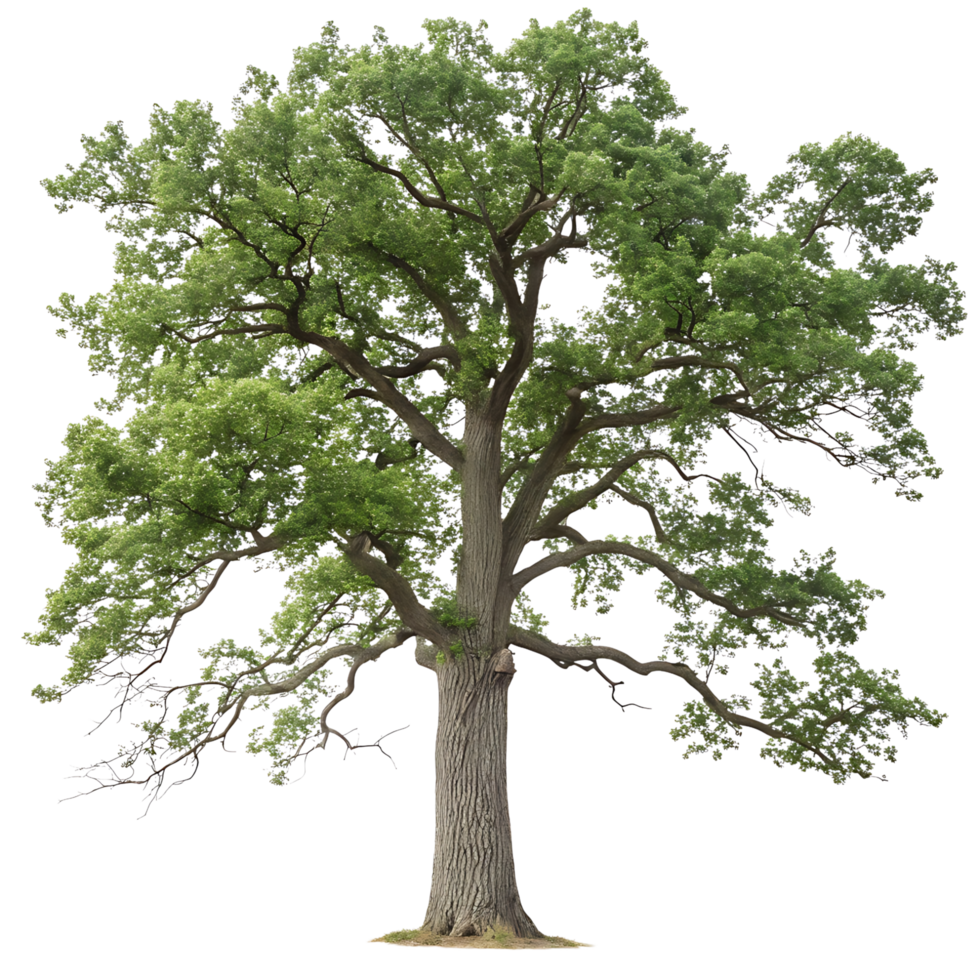 Majestic Oak Tree Isolated on Transparent Background A Symbol of Strength and Longevity png